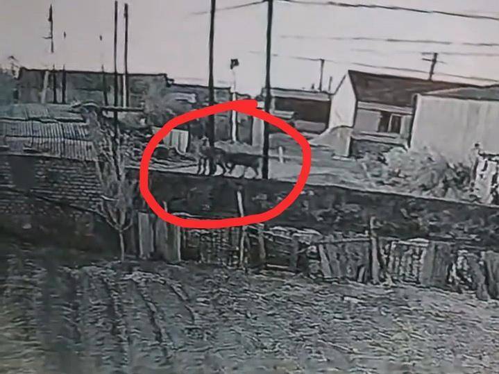 皇冠信用网登3代理
_辽宁一农户17只羊一夜之间被不明生物咬死皇冠信用网登3代理
,警方回应