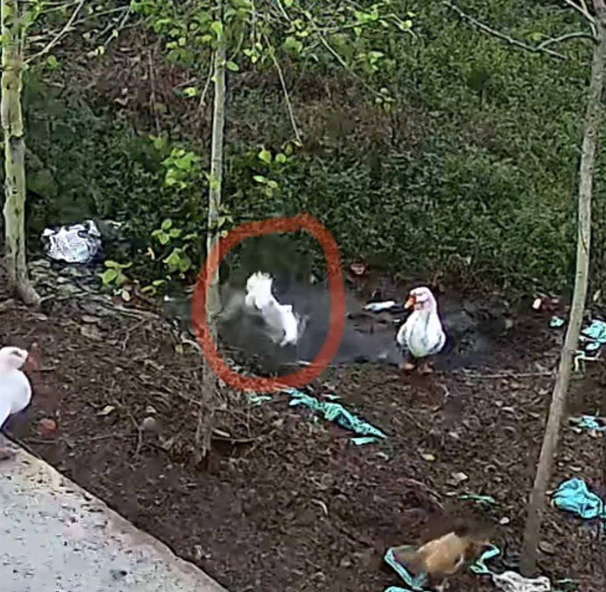 苏格兰超级联赛_大鹅主人抽水追凶最新进展来了:深刨半米淤泥啥也不见苏格兰超级联赛,或因厚草盖顶溺亡